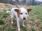 Mieszko do adopcji - 2