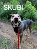 SKUBI młody łagodny piesek szuka domu - 1