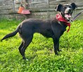 Kochana Przyjacielska dziewczynka poleca się do adopcji - 2