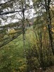 Drewno opalowe z wycinki brzoza olcha topola tanio Wilkowice - 2