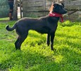 Kochana Przyjacielska dziewczynka poleca się do adopcji - 4