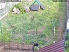 Sprzedam jajka zalegowe bażanta polnego . - 5