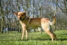 Miodek-cudowny, kontaktowy psiak do adopcji - 3