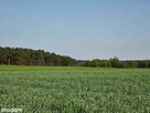 Piękne działki w Kaszczorze, blisko Jeziora Wieleńskiego - 5