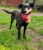 Kochana Przyjacielska dziewczynka poleca się do adopcji - 3