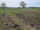 Działki w Jagoszycach niedaleko Prusic - 8