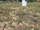 Działki w Jagoszycach niedaleko Prusic - 11