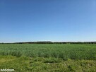 Piękne działki w Kaszczorze, blisko Jeziora Wieleńskiego - 3