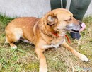 BARTUŚ – kompletnie nie radzi sobie za kratami, PILNA ADOPCJ - 3