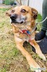 BARTUŚ – kompletnie nie radzi sobie za kratami, PILNA ADOPCJ - 2
