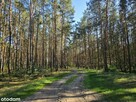 Piękne działki w Kaszczorze, blisko Jeziora Wieleńskiego - 12