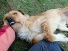 MUNIEK spokojny łagodny piesek szuka domu - 8