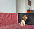 BEAGLE-po champ. ZKwP/FCI - 3