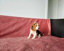 BEAGLE-po champ. ZKwP/FCI - 4