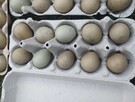 Sprzedam jajka zalegowe bażanta polnego . - 2