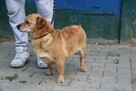 Lola szuka domu - 2