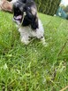 SHIH-TZU - 2