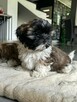 SHIH-TZU - 5