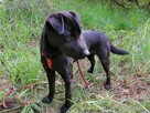ROGAL młody wesoły spokojny piesek poleca się do adopcji - 3