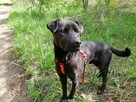 ROGAL młody wesoły spokojny piesek poleca się do adopcji - 7