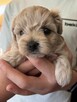 Maltipoo sunia z rodowodem - 5