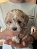 Maltipoo sunia z rodowodem - 4