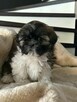 SHIH-TZU - 4