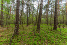 Działka 2100 m² w lesie – Jazgarzew - 3