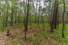 Działka 2100 m² w lesie – Jazgarzew - 4