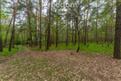 Działka 2100 m² w lesie – Jazgarzew - 6