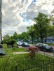 Przestronne mieszkanie w sercu miasta. Al. Piastów - 13