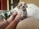 Maltipoo sunia z rodowodem - 2