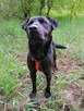 ROGAL młody wesoły spokojny piesek poleca się do adopcji - 6