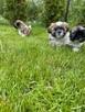 SHIH-TZU - 3