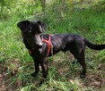 ROGAL młody wesoły spokojny piesek poleca się do adopcji - 5