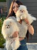 Cudowny Pomeranian szpic miniaturowy Herkules Boy - 2