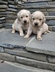 Szczeniaczki Golden Retriver - 6