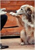 Nelson – adoptuj tego kochanego psiego młodzieńca - 3