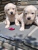 Szczeniaczki Golden Retriver - 7