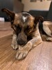 Lusia- średniej wielkości suczka do pilnej adopcji - 4
