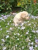 Szczeniaczki Golden Retriver - 2