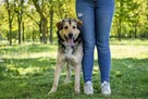 Mango- cudowny, młody piesek do adopcji - 6