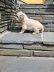 Szczeniaczki Golden Retriver - 8