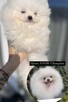 Cudowny Pomeranian szpic miniaturowy Herkules Boy - 4