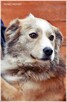 Nelson – adoptuj tego kochanego psiego młodzieńca - 5