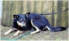 Joko – kochana sunia potrzebuje swojego kawałka na ziemi - 3