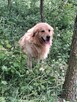 Szczeniaczki Golden Retriver - 10