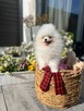 Cudowny Pomeranian szpic miniaturowy Herkules Boy - 3