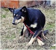 Joko – kochana sunia potrzebuje swojego kawałka na ziemi - 4