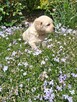Szczeniaczki Golden Retriver - 5